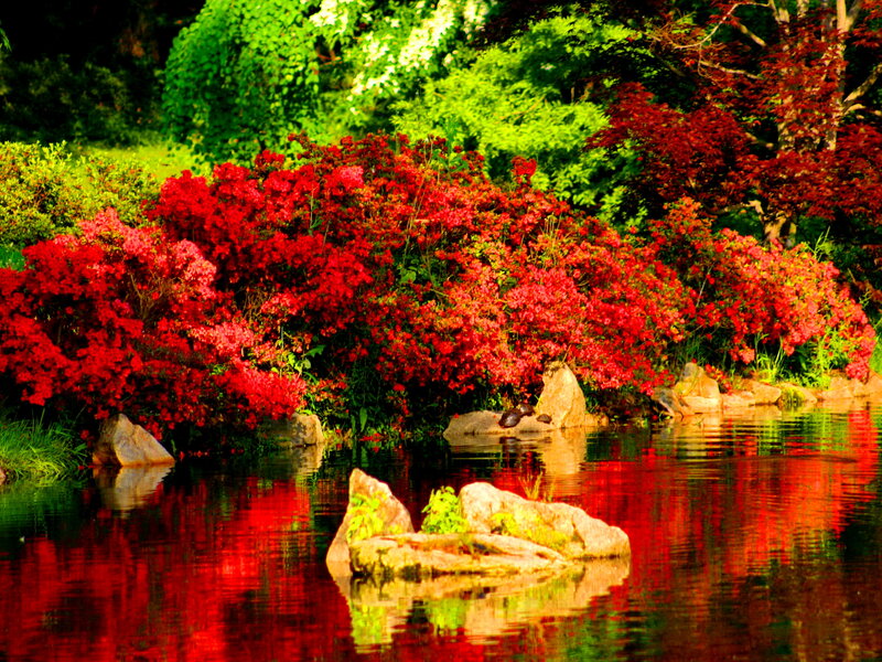 Red Azalea Bushes