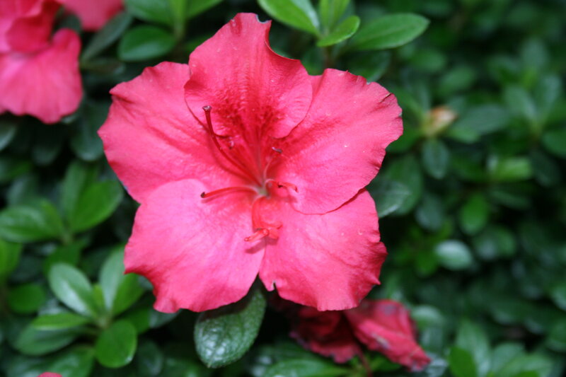 Red Azalea Flower — Calm
