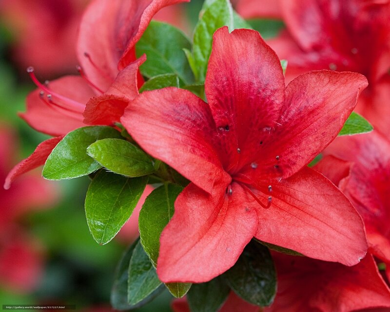 Red azalea flower close-up
