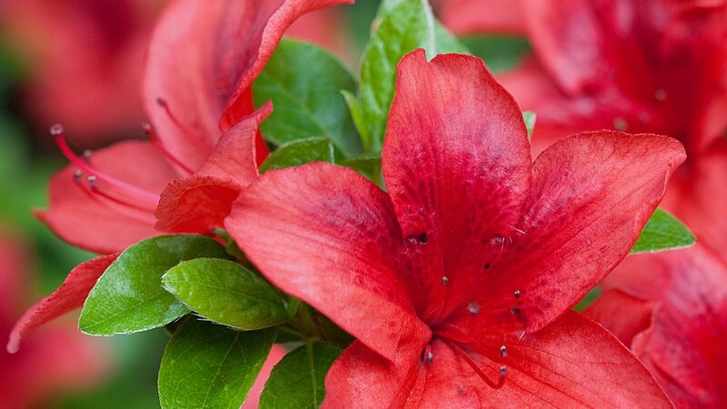 Red Azalea Flower — Natural