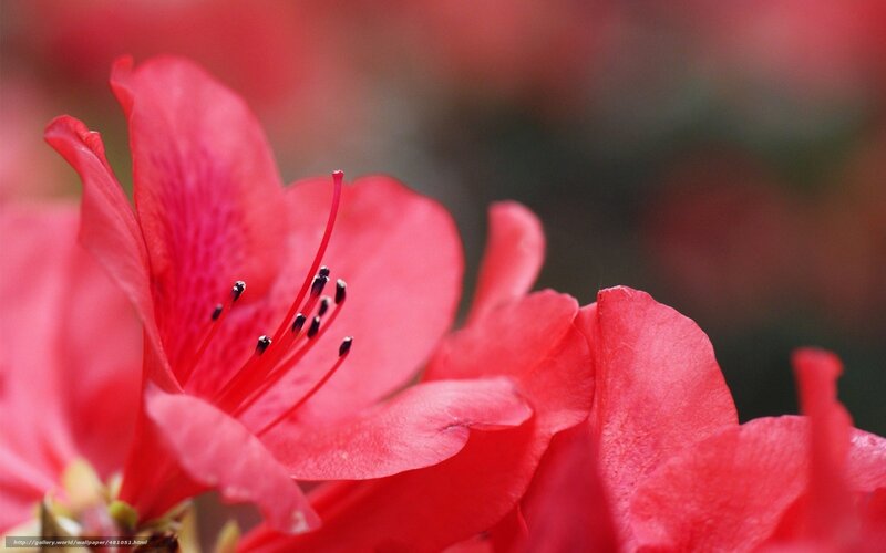 Red Azalea Flower — Serene