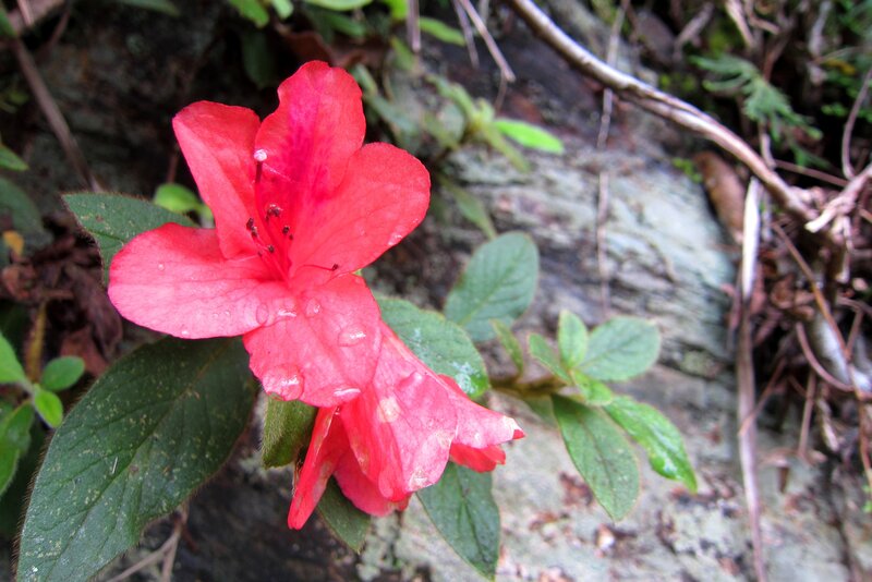 Red Azalea Flower