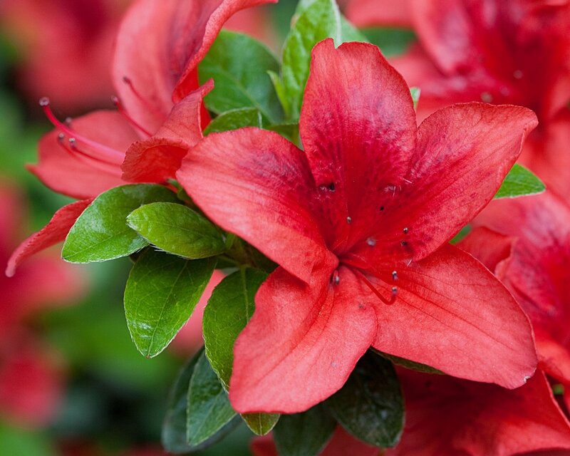 Red Azalea Flower — Vibrant