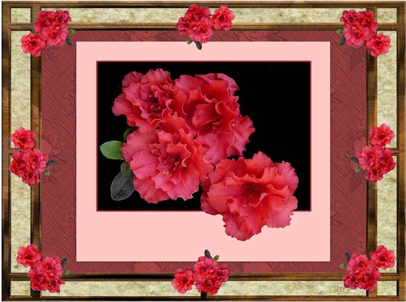 Red Azalea Flowers — Calm, Photograph