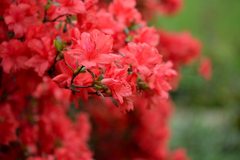 Red Azalea Flowers — Calm, Spring, Photograph, Branches