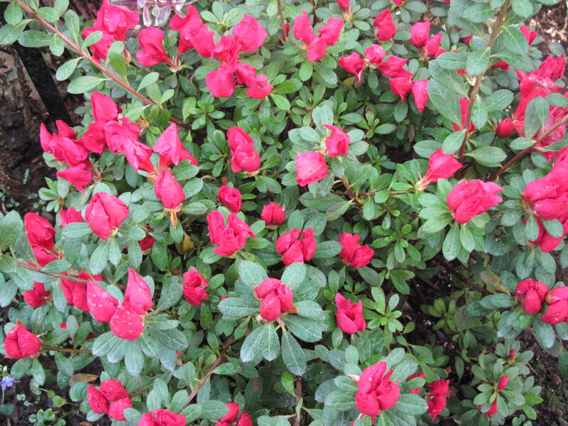 Red Azalea Flowers — Calm, Spring, Photograph, Green Leaves, Flower Buds