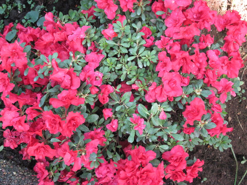 Red Azalea Flowers — Calm, Spring, Photograph, Green Leaves, Soil