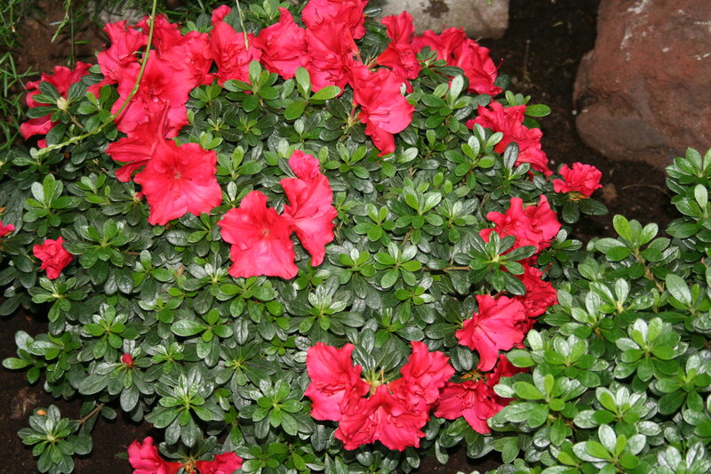 Red Azalea Flowers — Calm, Spring, Photograph