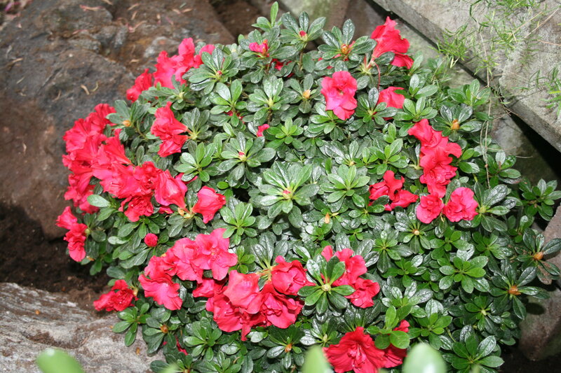 Red Azalea Flowers — Calm, Spring