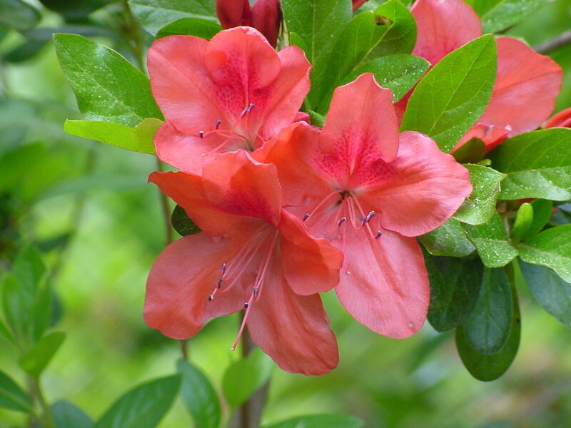 Red Azalea Flowers — Calm