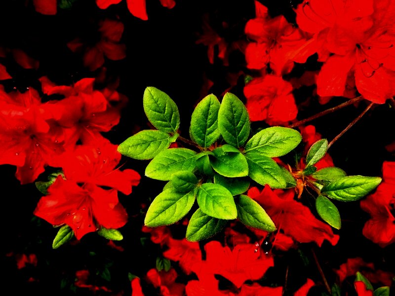 Red Azalea Flowers — Dramatic, Photograph