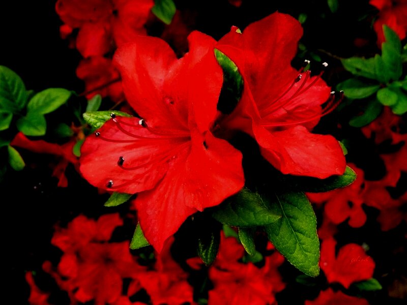 Red Azalea Flowers — Dramatic
