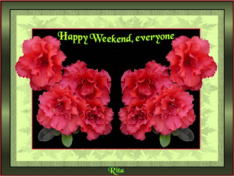 Red Azalea Flowers — Festive
