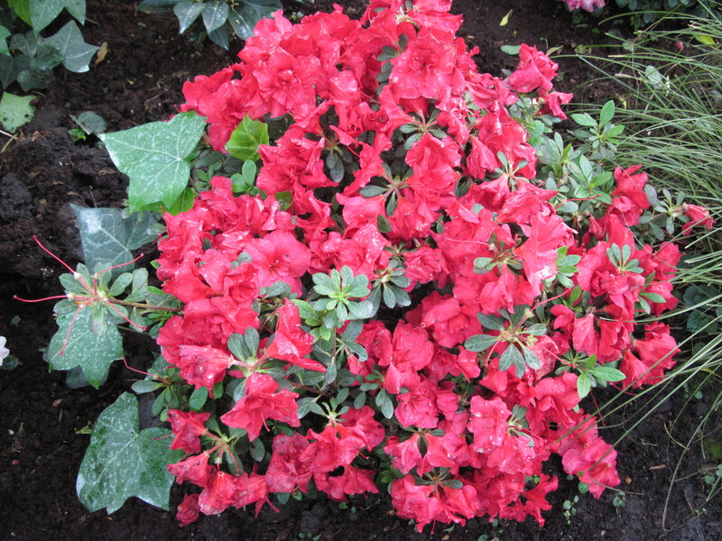 Red Azalea Flowers — Natural