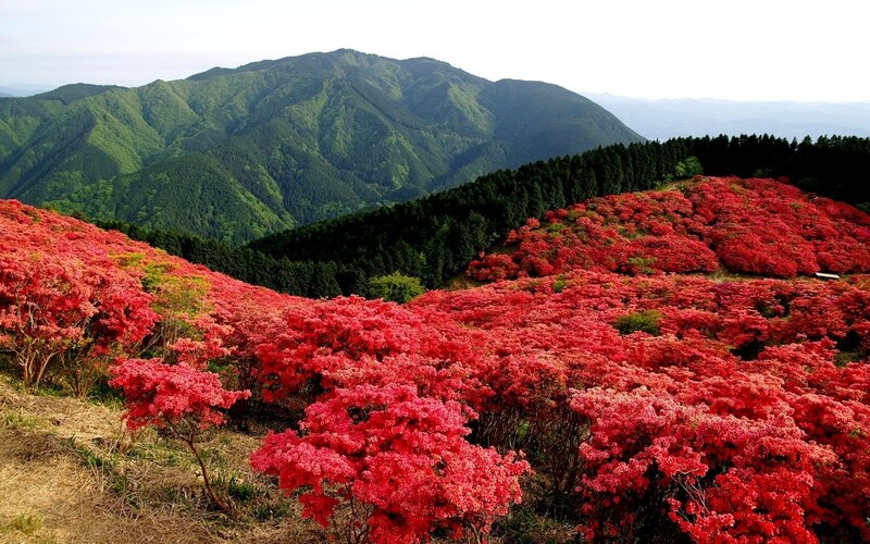 Red Azalea Flowers — Serene, Spring, Photograph