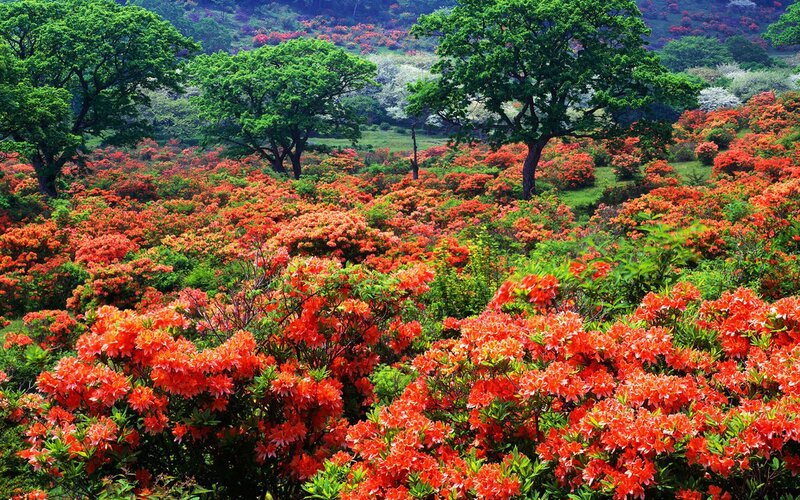 Red Azalea Flowers — Serene, Spring, Photograph, Trees