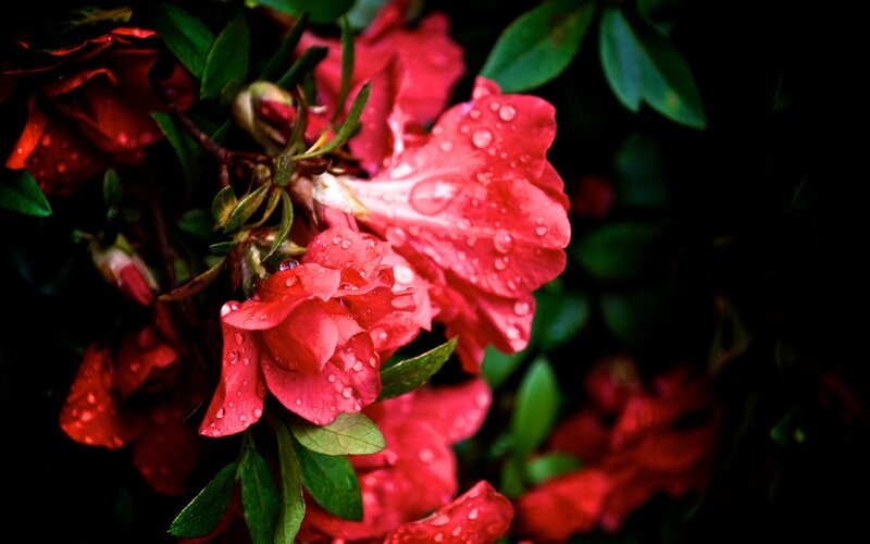 Red Azalea Flowers