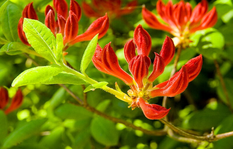 Red Azalea Flowers — Vibrant, Afternoon