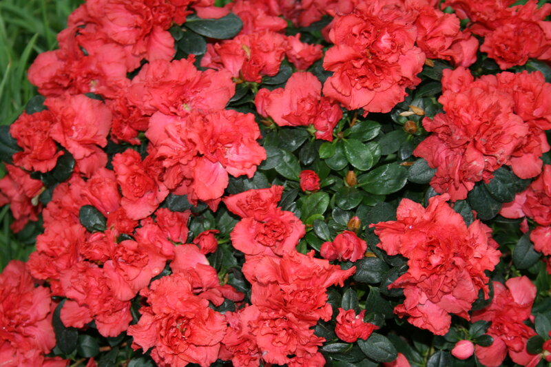 Red Azalea Flowers — Vibrant, Photograph, Green Leaves