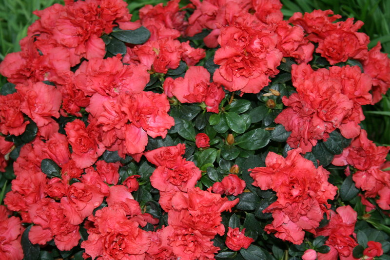 Red Azalea Flowers — Vibrant, Photograph