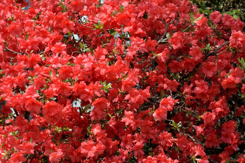 Red Azalea Flowers — Vibrant, Spring, Photograph, Bush