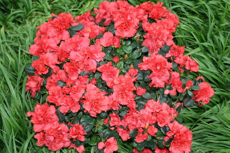 Red Azalea Flowers — Vibrant, Spring, Photograph, Green Grass