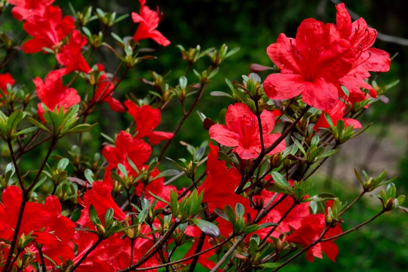 Red Azalea Flowers — Vibrant, Spring, Photograph, Leaves