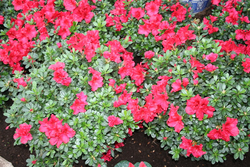 Red Azalea Flowers — Vibrant, Spring, Photograph
