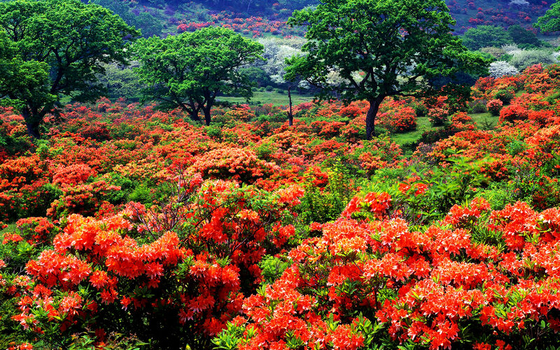 Red Azalea Flowers — Vibrant, Spring