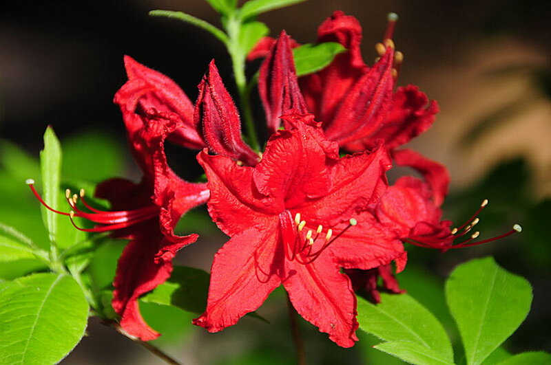 Red Azalea Flowers — Vibrant
