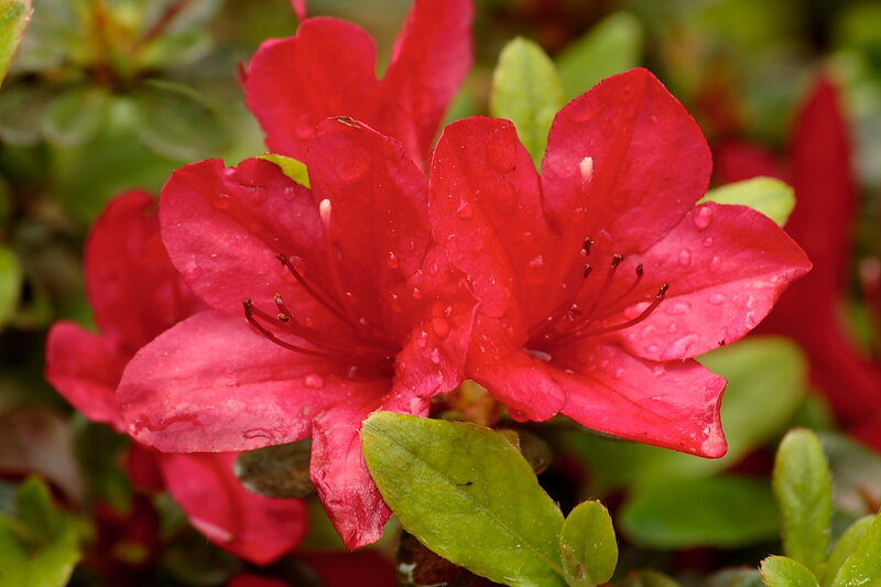 Red azalea flowers with water droplets
