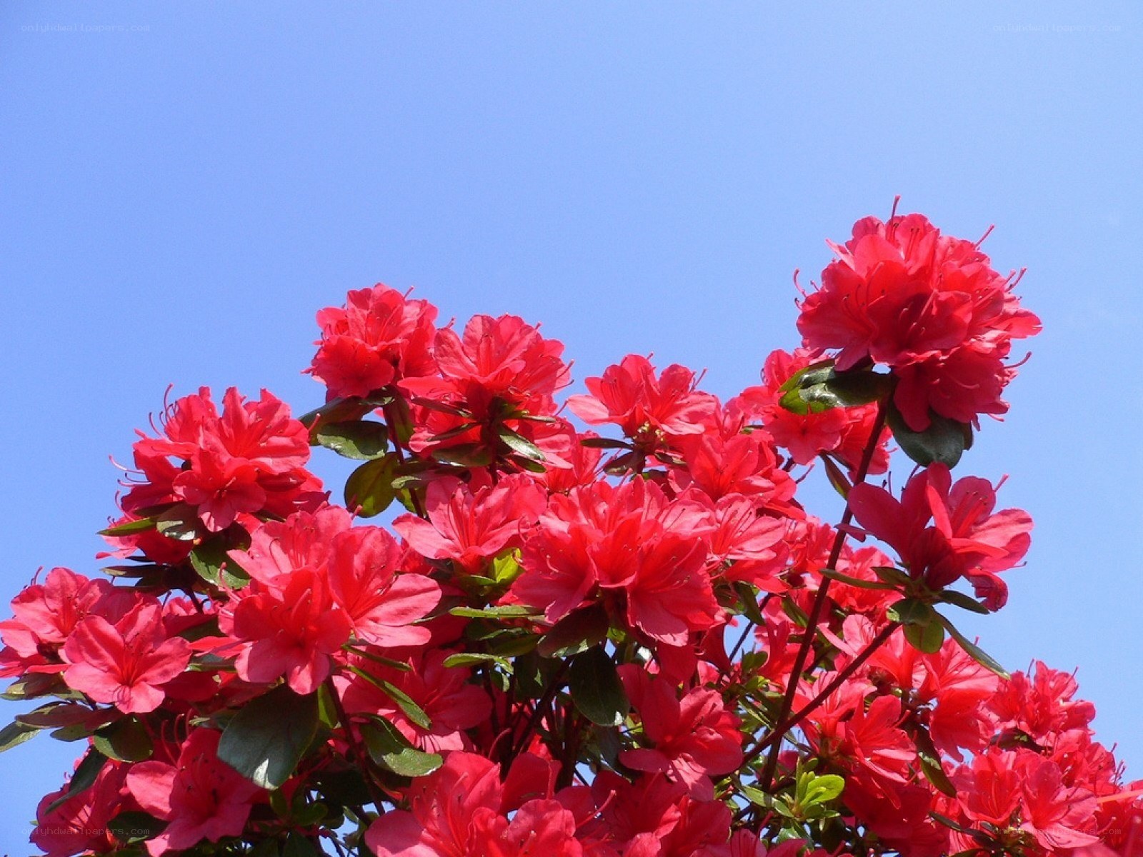 Red azaleas against blue sky