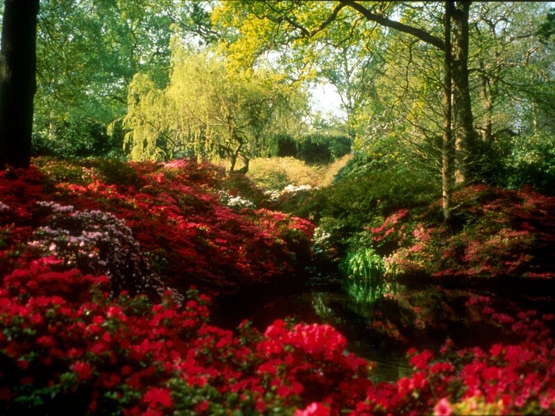 Red Azaleas by Pond