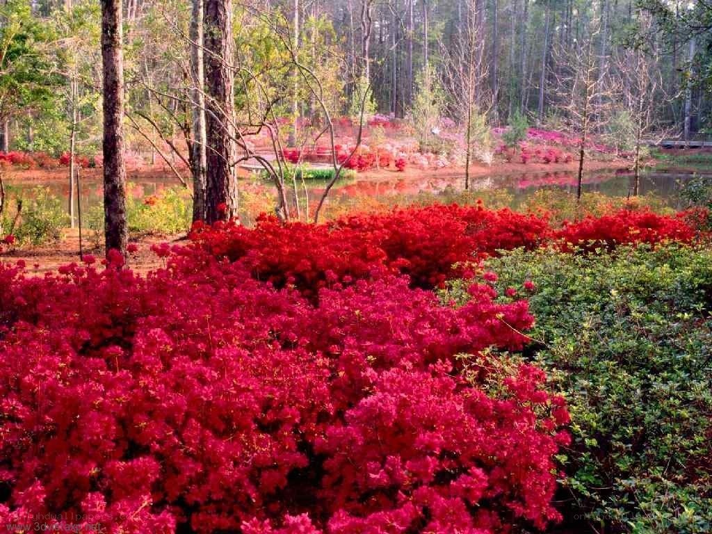 Red azaleas in a forest garden