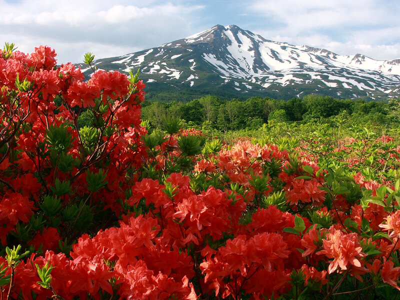 Red Azaleas in Bloom