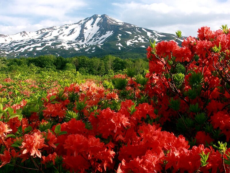 Red Azaleas in Front of Mountain