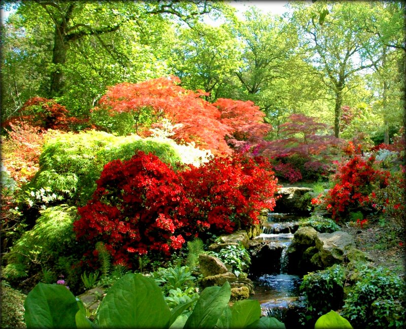 Red Azaleas in Garden — Green