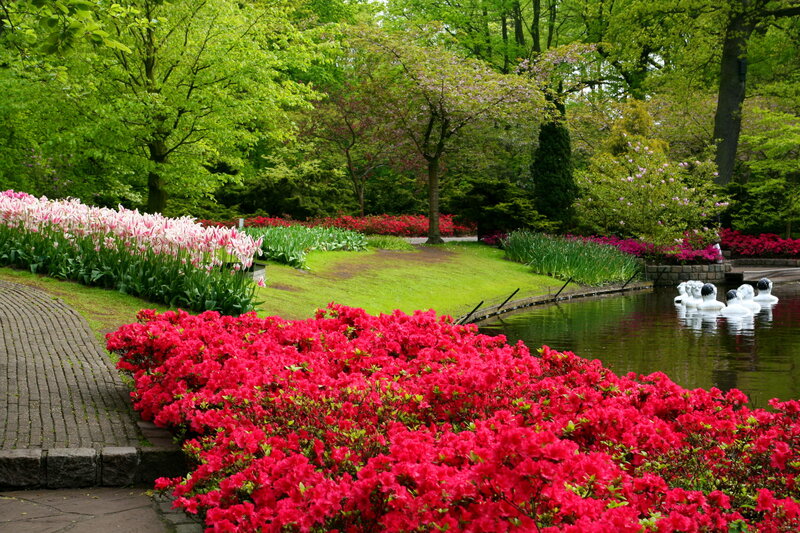 Red Azaleas in Garden — Serene, Spring