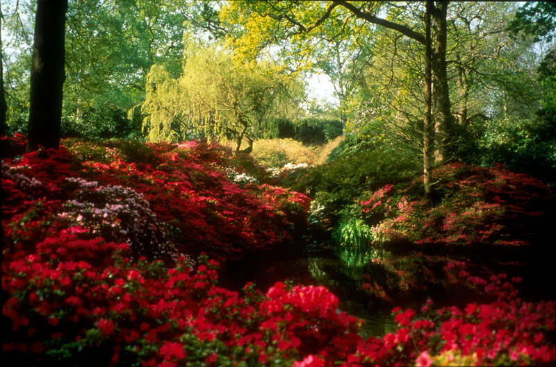 Red Azaleas in Garden — Serene