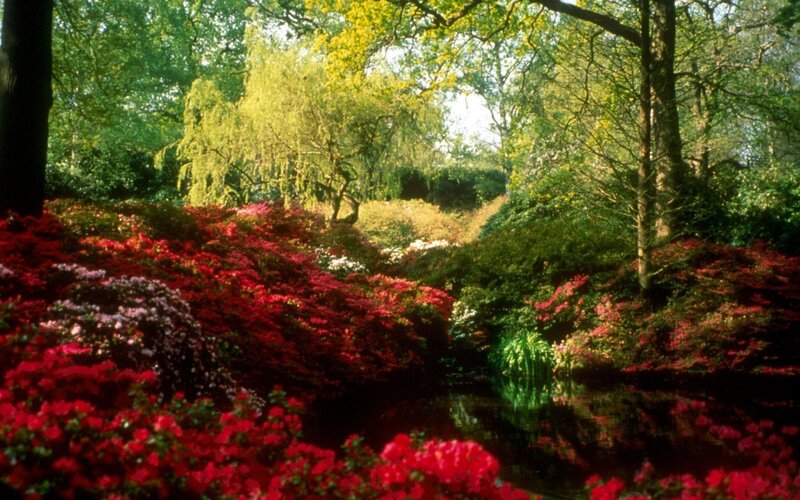 Red Azaleas in Garden