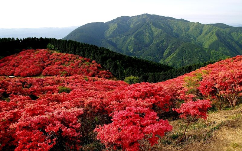 Red azaleas on a mountain slope