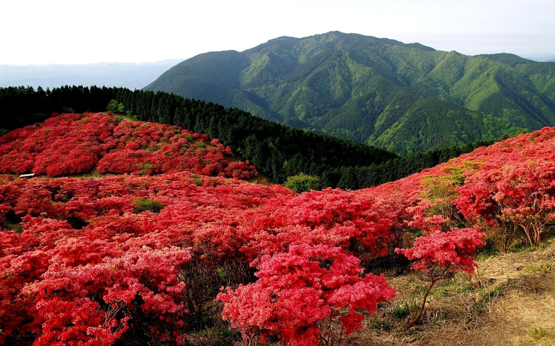 Red azaleas on a mountain slope