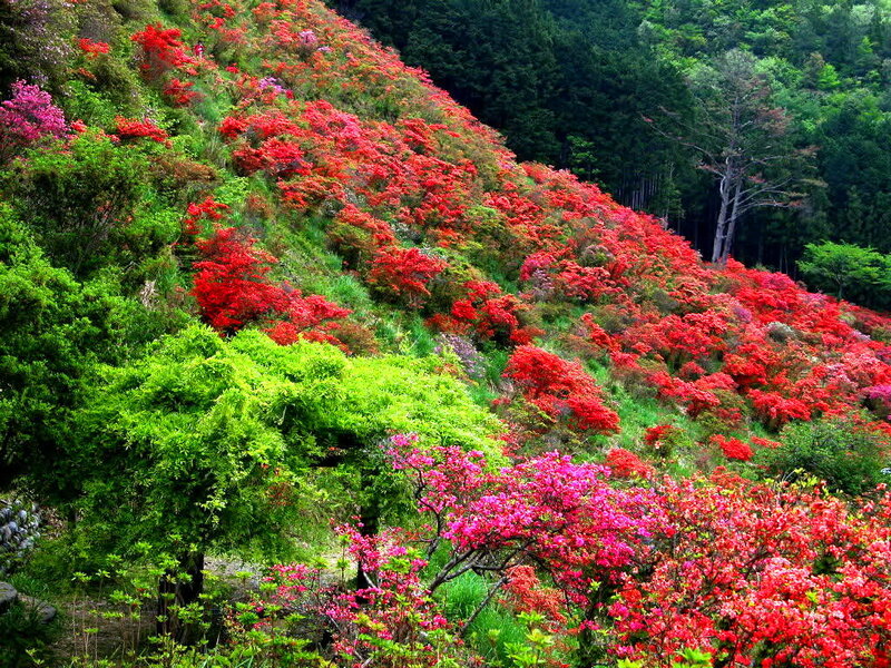 Red Azaleas on Hillside — Vibrant