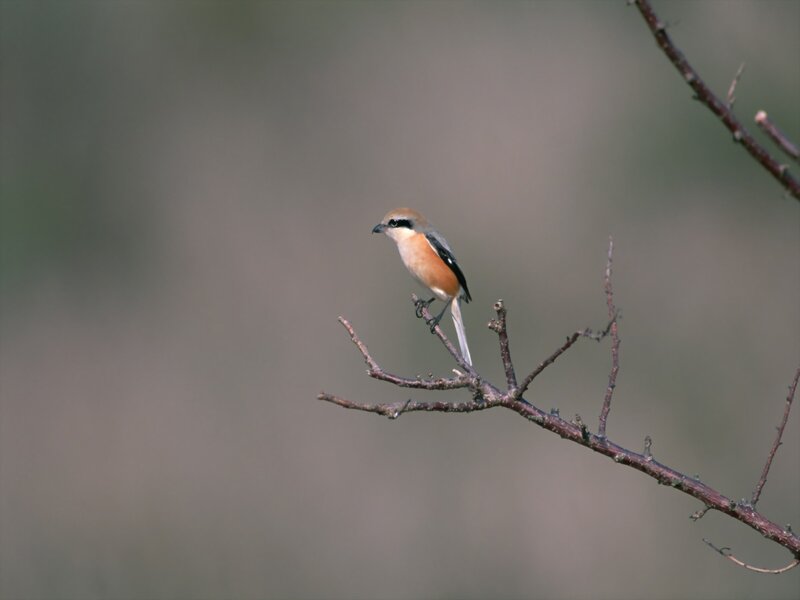 Red-backed Shrike — Brown, Calm