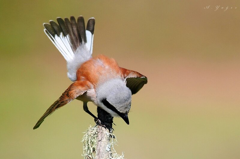 Red-backed Shrike — Brown, Natural