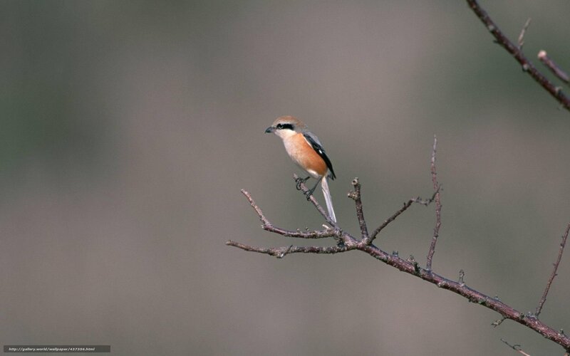 Red-backed Shrike on Branch