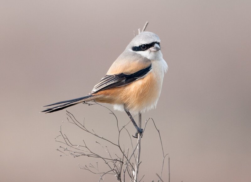 Red-backed shrike perched