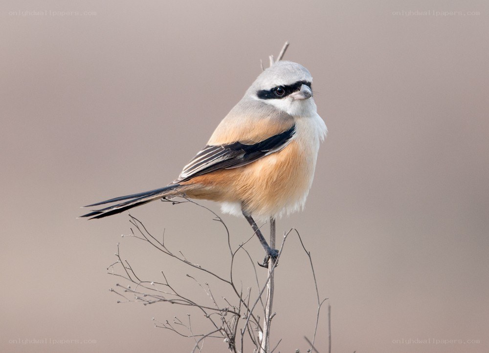 Red-backed shrike perched