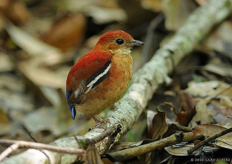 Red-backed thrush perched on branch