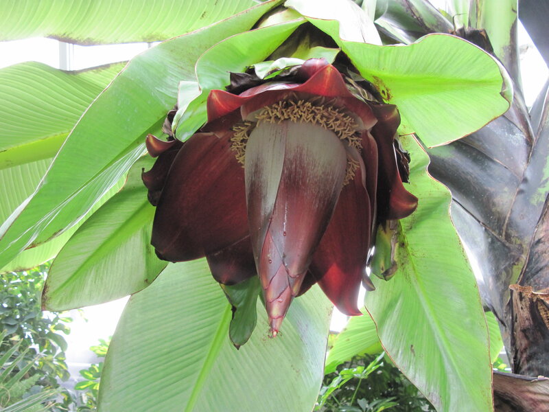 Red Banana Flower — Green